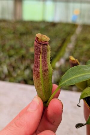1364: N. (talangensis x gladulifera) x edwardsiana - SG - 11 cm (Jeremiah Harris cross)