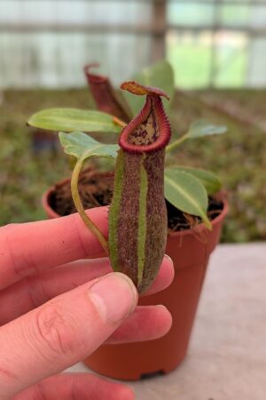 1365: N. (maxima x veitchii) x edwardsiana -  SG - 11 cm (Jeremiah Harris cross)