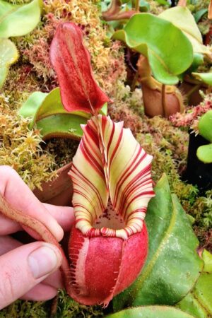 1327: N. veitchii (m) - Striped - EP - RC - 25 cm