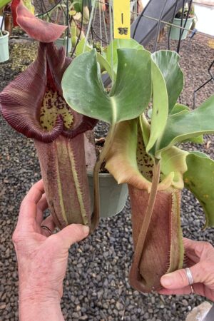 SPECIMEN PLANT 00001 N. truncata – squat x nebularum – Mayo