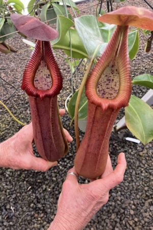 SPECIMEN PLANT 00004 N. truncata – giant x edwardsiana