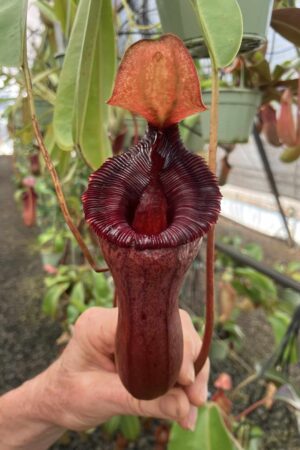 SPECIMEN PLANT 00005 N. (ventricosa x sibuyanensis) x Sabre ‘Dark Cherry’ (male) - One of the best!
