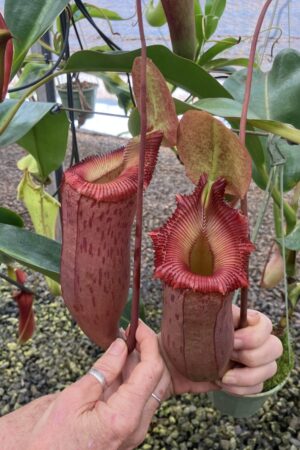 SPECIMEN PLANT 00006 N. (ventricosa x sibuyanensis) x {[ventricosa x (spathulata x lowii)] x xtrusmadiensis} (AMAZING!)