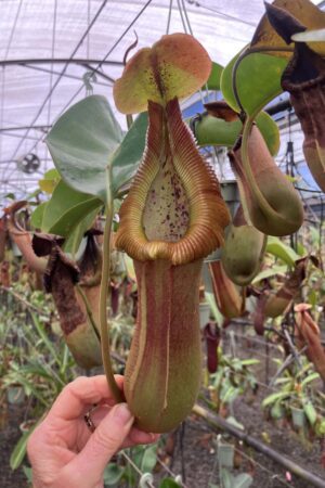 SPECIMEN PLANT 00007 N. truncata – giant x macrophylla