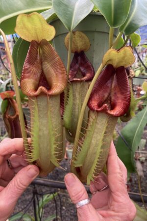 SPECIMEN PLANT 00008 N. [(Rokko ‘Exotica’ x boschiana) x veitchii] x Sabre ‘Dark Cherry’
