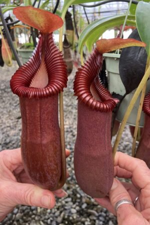 SPECIMEN PLANT 00009 N. (ventricosa x xtrusmadiensis) – wide peristome x edwardsiana