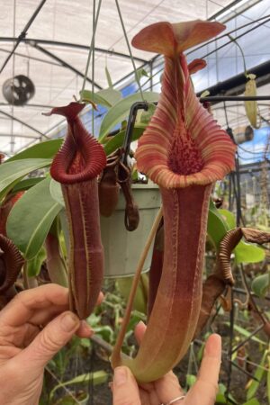 SPECIMEN PLANT 000010 N. {[(lowii x veitchii) x boschiana] x [(veitchii x maxima) x veitchii]} x edwardsiana (2 plants)