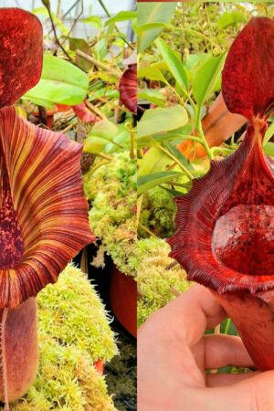 1429: N.[(lowii x veitchii) x boschiana] x [(veitchii x maxima) x veitchii] (selected plant in 2019) x [(lowii x veitchii) x campanulata] - SG - 16 cm