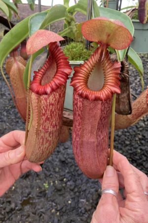SPECIMEN PLANT 000012 N. [(ventricosa x sibuyanensis) x (izumeae x xtrusmadiensis)] x edwardsiana