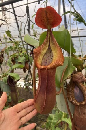 SPECIMEN PLANT 000013 N. truncata – giant x macrophylla