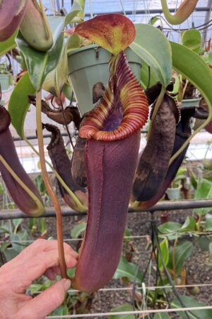 SPECIMEN PLANT 000014 N. (lowii x truncata) – giant x edwardsiana