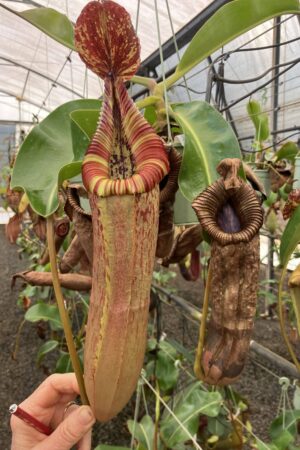 SPECIMEN PLANT 000015 N. ((Rokko ‘Exotica’ x boschiana) x veitchii] x {maxima x [(stenophylla x lowii) x (Rokko x veitchii)]}) x edwardsiana