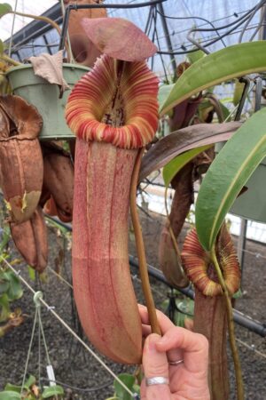 SPECIMEN PLANT 000017 N. ((Rokko ‘Exotica’ x boschiana) x veitchii] x {maxima x [(stenophylla x lowii) x (Rokko x veitchii)]}) x edwardsiana