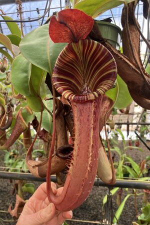 SPECIMEN PLANT 000019 N. {[(lowii x veitchii) x boschiana] x [(veitchii x maxima) x veitchii]} x {[(lowii x veitchii) x boschiana] x (maxima x mira)}