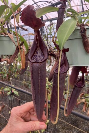SPECIMEN PLANT 000020 N. lingulata x lowii