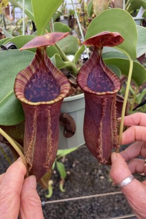 SPECIMEN PLANT 000021 N. (truncata x campanulata) x lowii – Murud (2 plants)