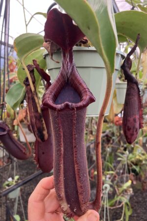SPECIMEN PLANT 000022 N. nebularum x xtrusmadiensis