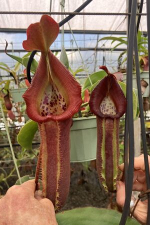 SPECIMEN PLANT 000023 N. nebularum x xtrusmadiensis