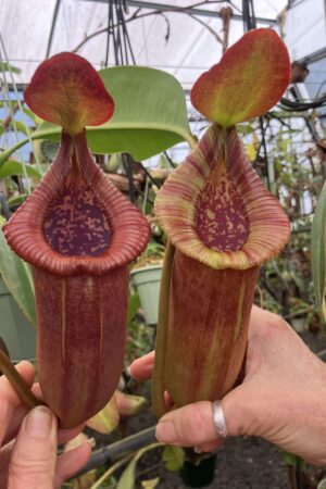 SPECIMEN PLANT 000024 N. (lowii x jacquelineae) x macrophylla