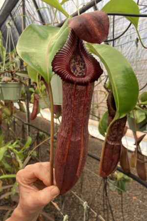 SPECIMEN PLANT 000025 N. [(Rokko ‘Exotica’ x boschiana) x veitchii] x edwardsiana