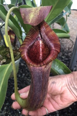 N. [(lowii x veitchii) x boschiana] x xtrusmadiensis (Rooted cutting)
