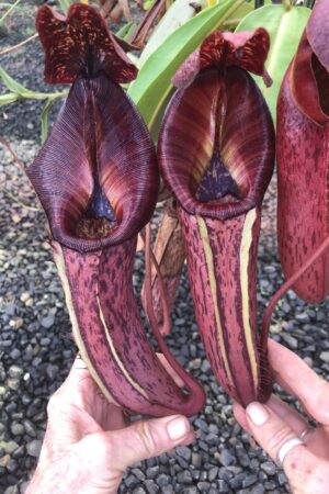 N. [Rokko ‘Exotica’ x boschiana) x veitchii] x {maxima x [(stenophylla x lowii) x (Rokko x veitchii)]} - RC (Only 1!)