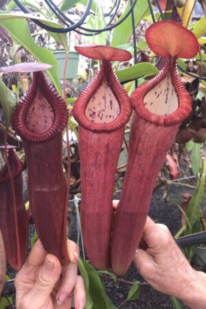 N. thorelii x edwardsiana- RC (Only 1!)