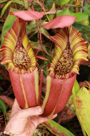 N. (northiana x veitchii) – red (Male) - RC - (Only 1)