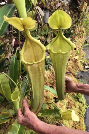 N. maxima – green, Sulawesi x truncata (f) – alba (Rooted cutting) - Only 1!
