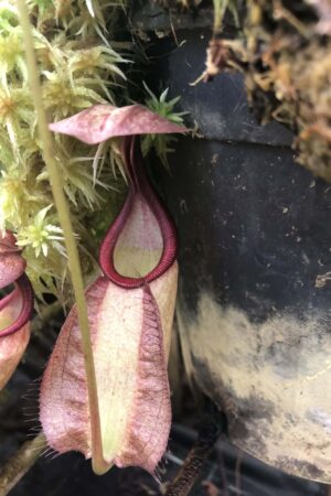 N. rafflesiana Pink - RC - Only 1!