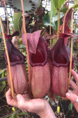 N. [lowii x (northiana x veitchii)] x (sibuyanensis x xtrusmadiensis) (Rooted cutting) - Only 1!