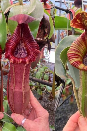 N. [(lowii x veitchii) x boschiana] x [(veitchii x maxima) x veitchii] – squat x edwardsiana (new grex) (small)