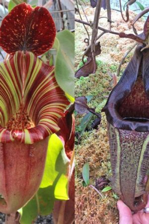 N. [(lowii x veitchii) x boschiana] x [(veitchii x maxima) x veitchii] – squat x eymae – Tambusisi - small
