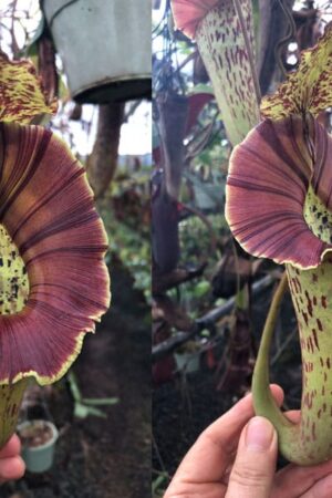 N. [(lowii x veitchii) x boschiana] x platychila (yellow edge) (Rooted cutting) - Only 1!