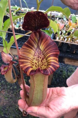 N. {[(lowii x veitchii) x boschiana] x [(veitchii x maxima) x veitchii]} x (lowii x truncata) (Rooted cutting) - Only 1!