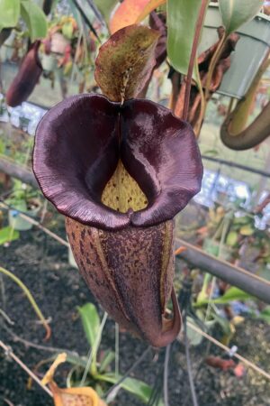 N. [maxima – dark x (Rokko x veitchii] x jacquelineae (small) - MUST HAVE!