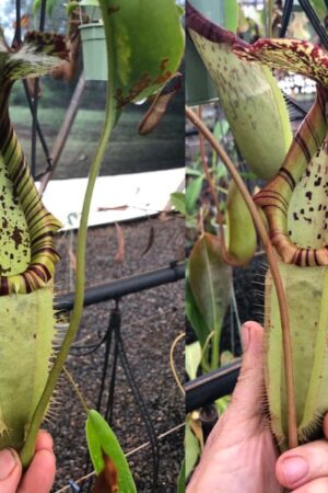 N. northiana x veitchii ‘Candy Dreams’ (green form) (Large Plants)