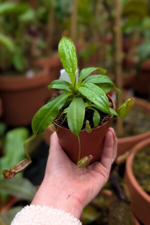 1401: N. Rokko 'Exotica' x villosa - SG - 11 cm (Jeremiah Harris cross) - Very limited!