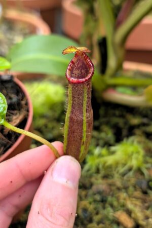 1402: N. (veitchii x lowii) x edwardsiana - SG -10 cm (Jeremiah Harris cross)