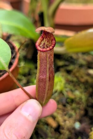 1403: N. (veitchii x lowii) x edwardsiana - SG -11 cm (Jeremiah Harris cross)
