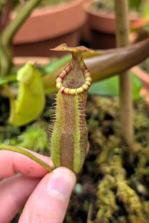 1404: N. (maxima x veitchii) x edwardsiana -  SG - 17 cm (Jeremiah Harris cross)