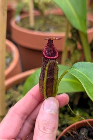 1405: N. (maxima x veitchii) x edwardsiana -  SG - 16 cm (Jeremiah Harris cross)
