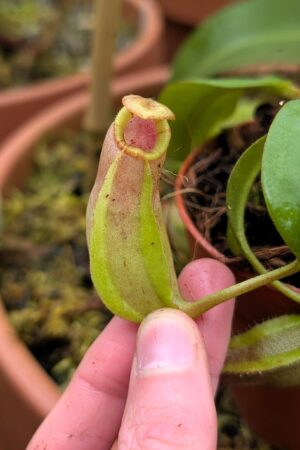 1406: N. veitchii (m) - striped x {[(Rokko 'Exotica' x boschiana) x veitchii] x edwardsiana} - SG - 11 cm