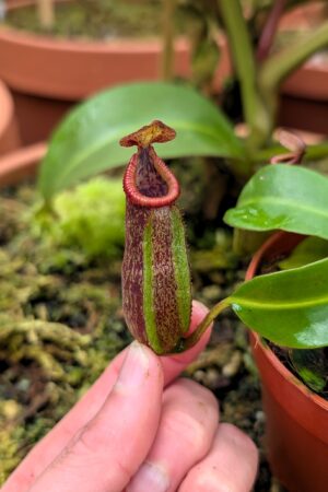 1425: N. (talangensis x gladulifera) x edwardsiana - SG - 12 cm (Jeremiah Harris cross)