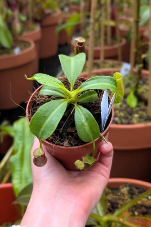 1428: N. (lowii x truncata WP) x edwardsiana - SG - 10 cm (Jeremiah Harris cross) - Very limited!