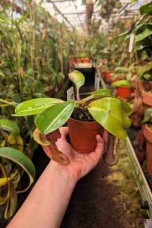 1035: N.[(lowii x veitchii) x boschiana] x [(veitchii x maxima x veitchii] x [spectabilis x (lowii x ventricosa)] - (20 cm)