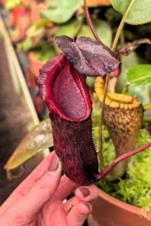 1033: N. (veitchii x boschiana) - very squat x [(lowii x veitchii) x campanulata] - 19 cm