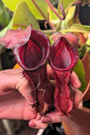 928: N. (veitchii x boschiana) - very squat x [(lowii x veitchii) x campanulata] - 27 cm