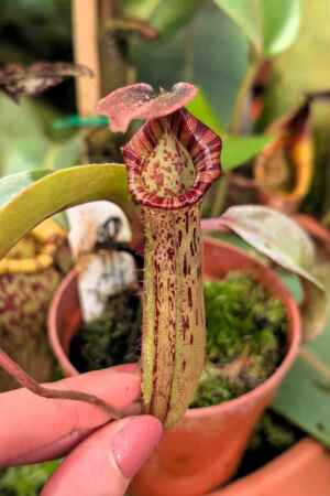 885: [(lowii x veitchii) x boschiana] x [(veitchii x maxima) x veitchii] x [(lowii x veitchii) x boschiana] - 23 cm
