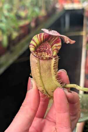886: [(lowii x veitchii) x boschiana] x [(veitchii x maxima) x veitchii] x [(lowii x veitchii) x boschiana] - 24 cm